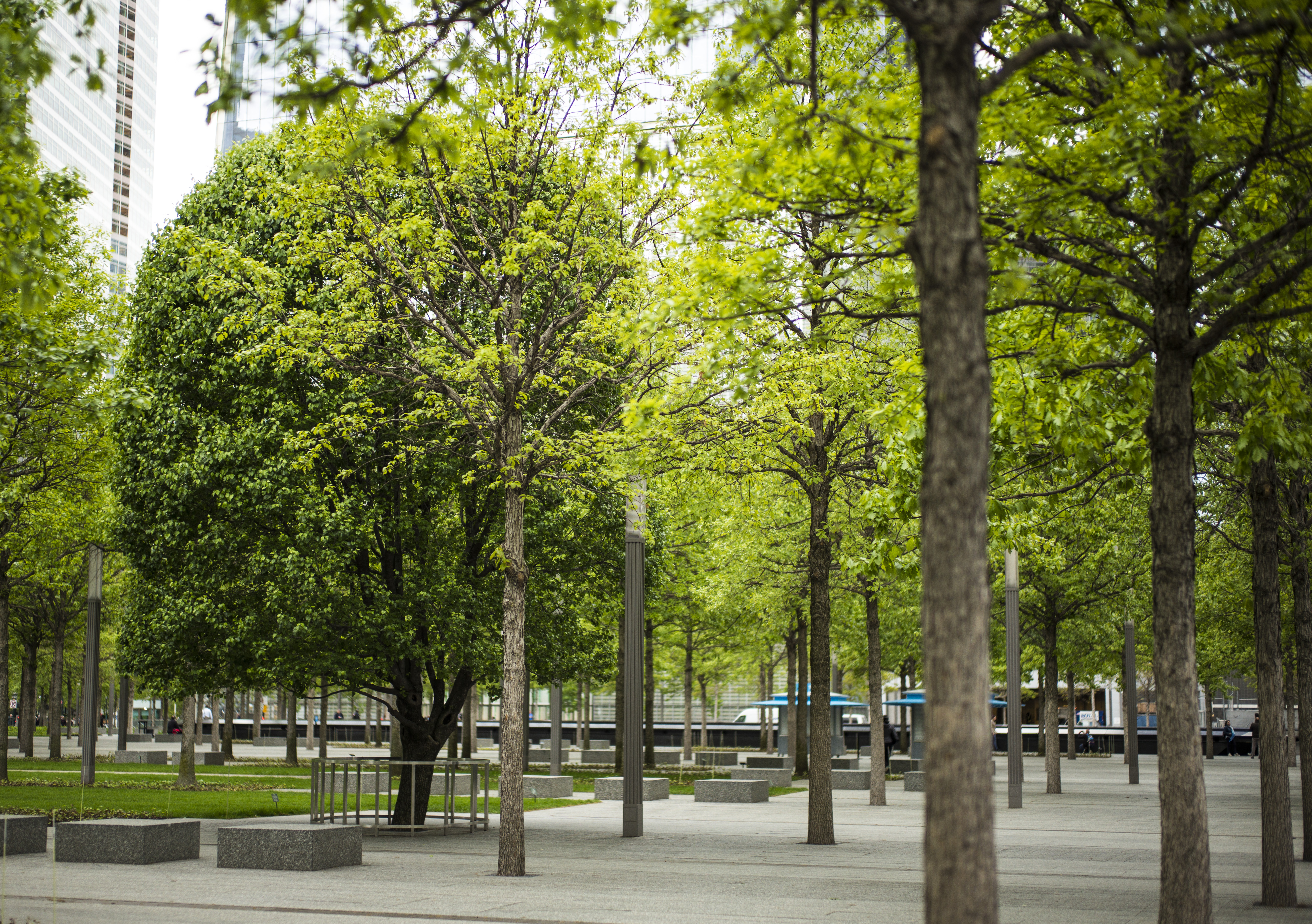 The Survivor Tree stands among the swamp white oaks at an empty Memorial plaza, its green leaves contrasting slightly with the yellow-green leaves of the surrounding trees.