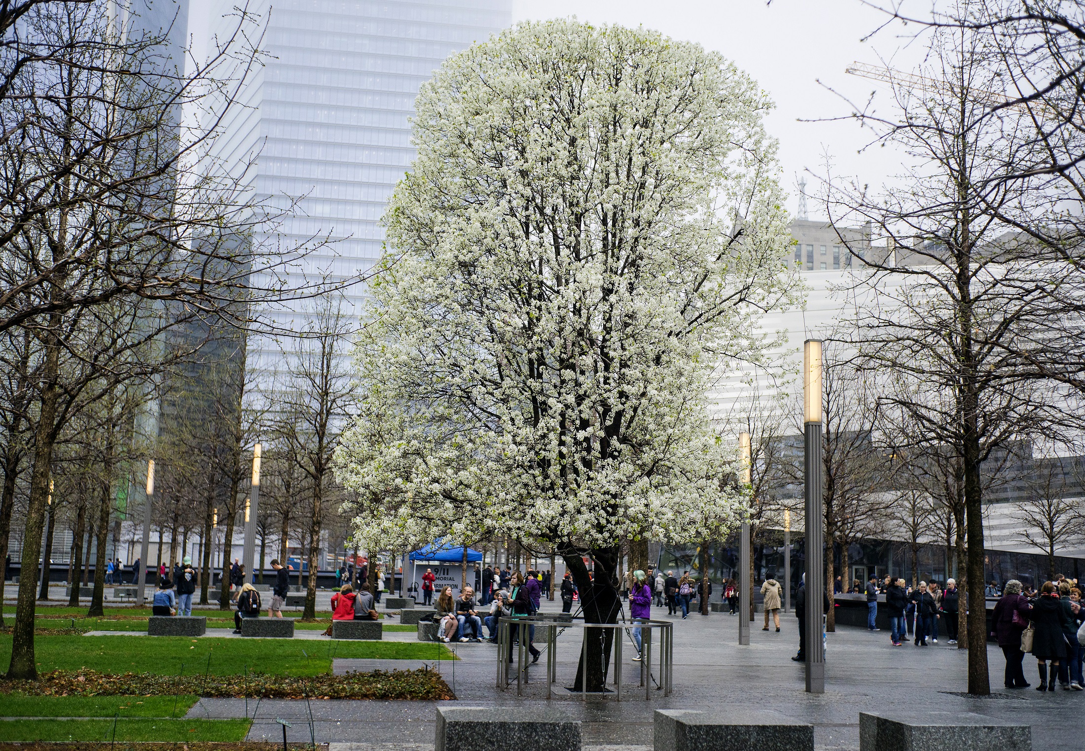 The Survivor Tree blooms on 9/11 Memorial Plaza, its white flowers contrasting with the leafless swamp white oaks surrounding it.