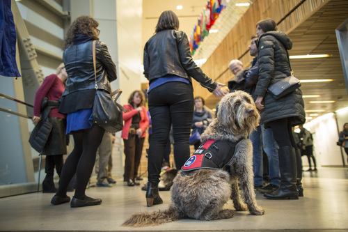 A group of people stand in the Museum, backs to the camera. In the foreground, a service dog faces the camera.