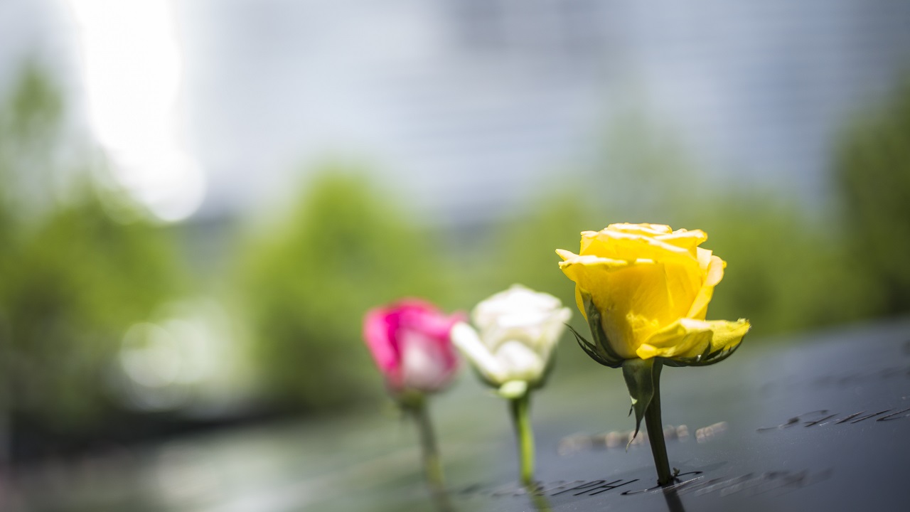 Three pink, white, and yellow roses stand at names on the bronze parapet of the Memorial.