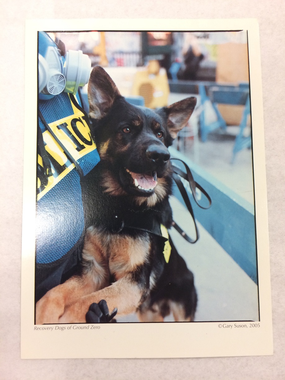A postcard shows a German Shepherd with his tongue out
