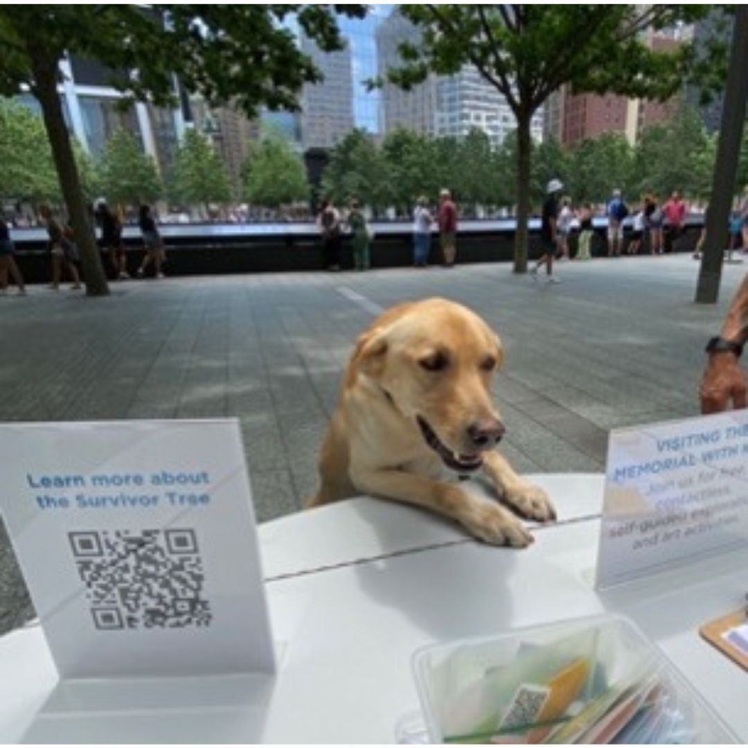 A light-colored dog stands with his paws on a table