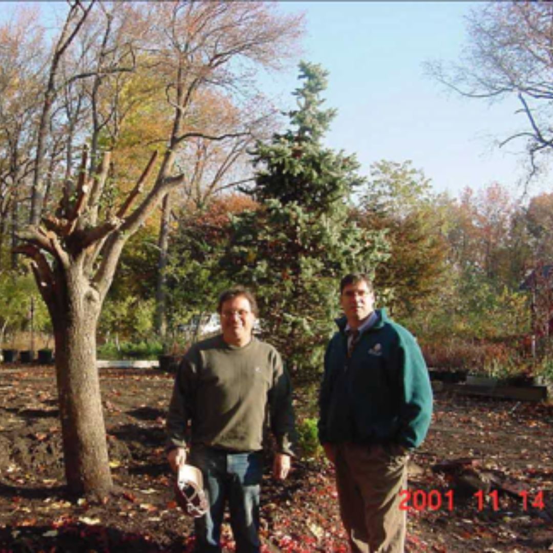 Workers stand to the right of the replanted Callery Pear tree at the Arthur Ross Citywide Nursery in the Bronx