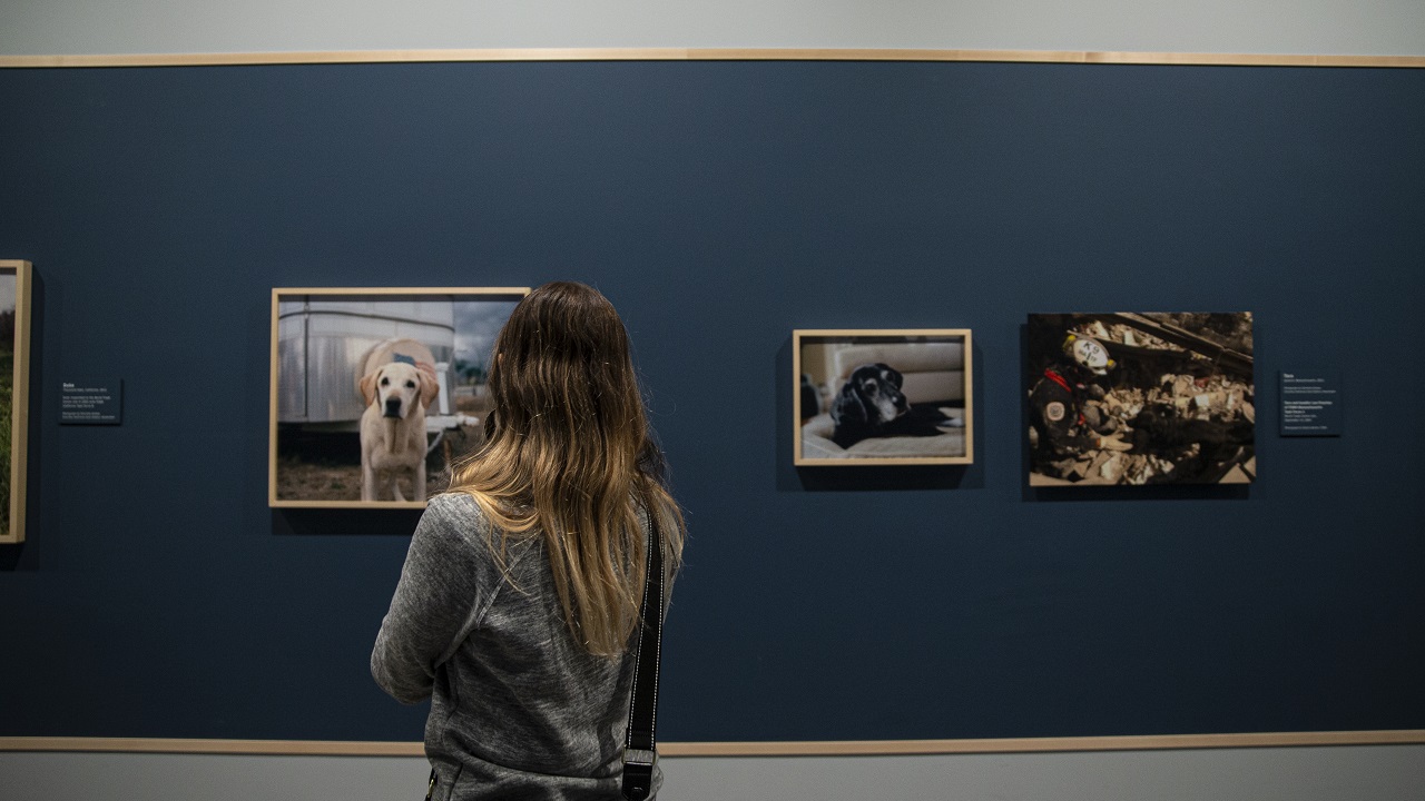 A woman with long, light brown hair and a gray sweater stands with her back toward the camera looking at a wall of framed photographs of rescue dogs. 