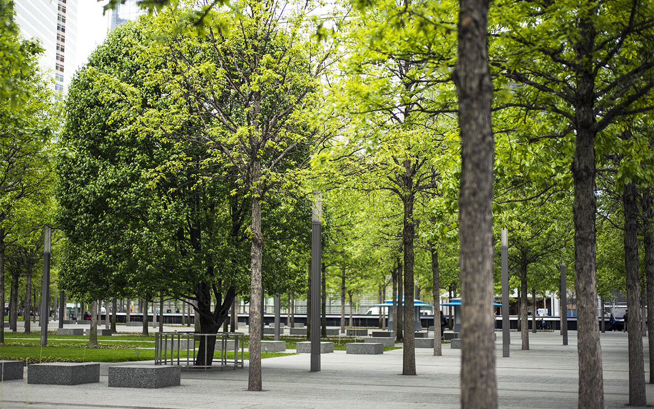 The Survivor Tree stands slightly to the left in this photograph of the Memorial plaza. The tree's dark green leaves are contrasted by the lighter green leaves of the trees on either side of it.