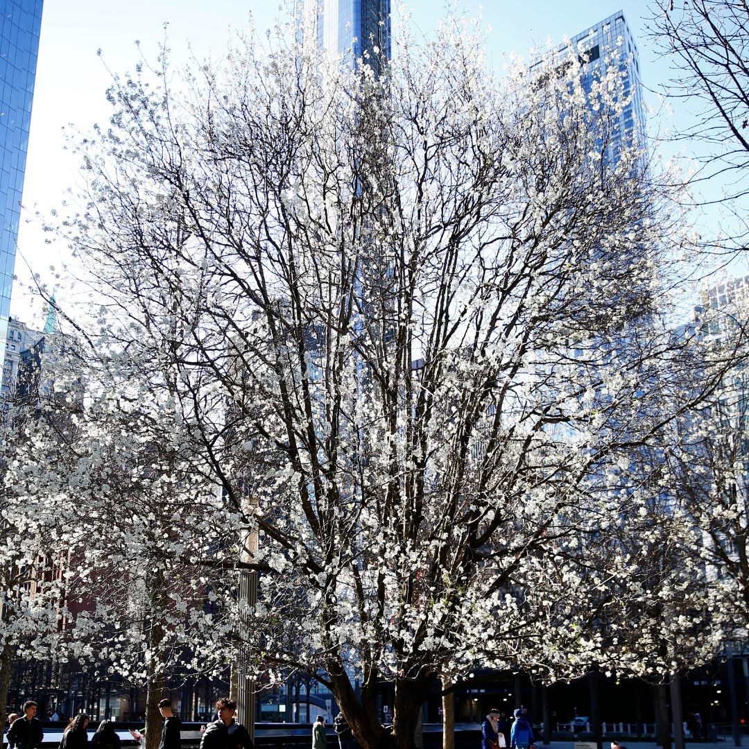 The Survivor Tree budding on the plaza