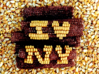 Iowa corn "I Love NY"