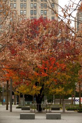 The Survivor Tree in autumn features red and brown vibrant fall colors