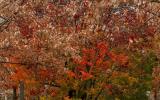 The Survivor Tree in autumn features red and brown vibrant fall colors