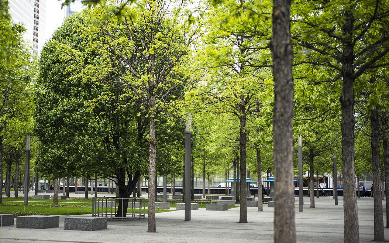 The Survivor Tree stands slightly to the left in this photograph of the Memorial plaza. The tree's dark green leaves are contrasted by the lighter green leaves of the trees on either side of it.  